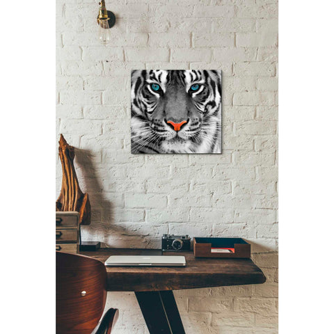 Image of 'Thrill of the Tiger' Canvas Wall Art,12 x 12