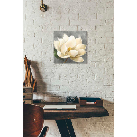 Image of 'Magnolia Blossom on Gray' by Albena Hristova, Canvas Wall Art,12 x 12