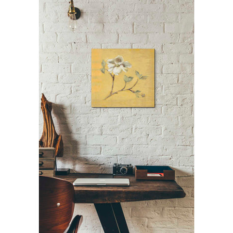 Image of 'Dogwood Blossom on Gold' by Cheri Blum, Canvas Wall Art,12 x 12