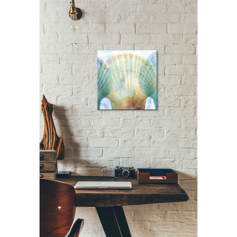 Image of 'Luminous Seashells 2' by Elena Ray Canvas Wall Art,12 x 12