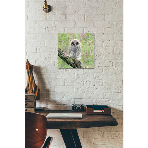 Image of 'Owlet' by River Han, Giclee Canvas Wall Art