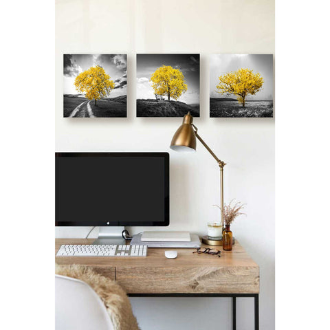 Image of 'Vibrant Tree Series: Gold Triptych (Set of 3)' Canvas Wall Art,36 x 12
