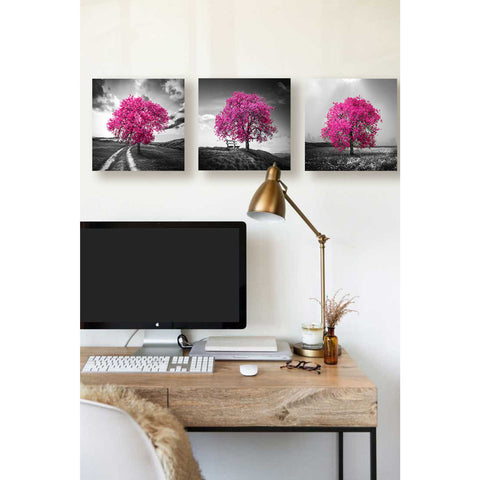 Image of 'Vibrant Tree Series: Magenta Triptych (Set of 3)' Canvas Wall Art,36x12