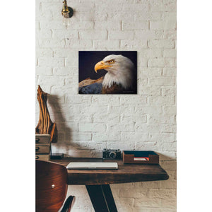 'Bald Eagle Study' by Chris Vest, Giclee Canvas Wall Art