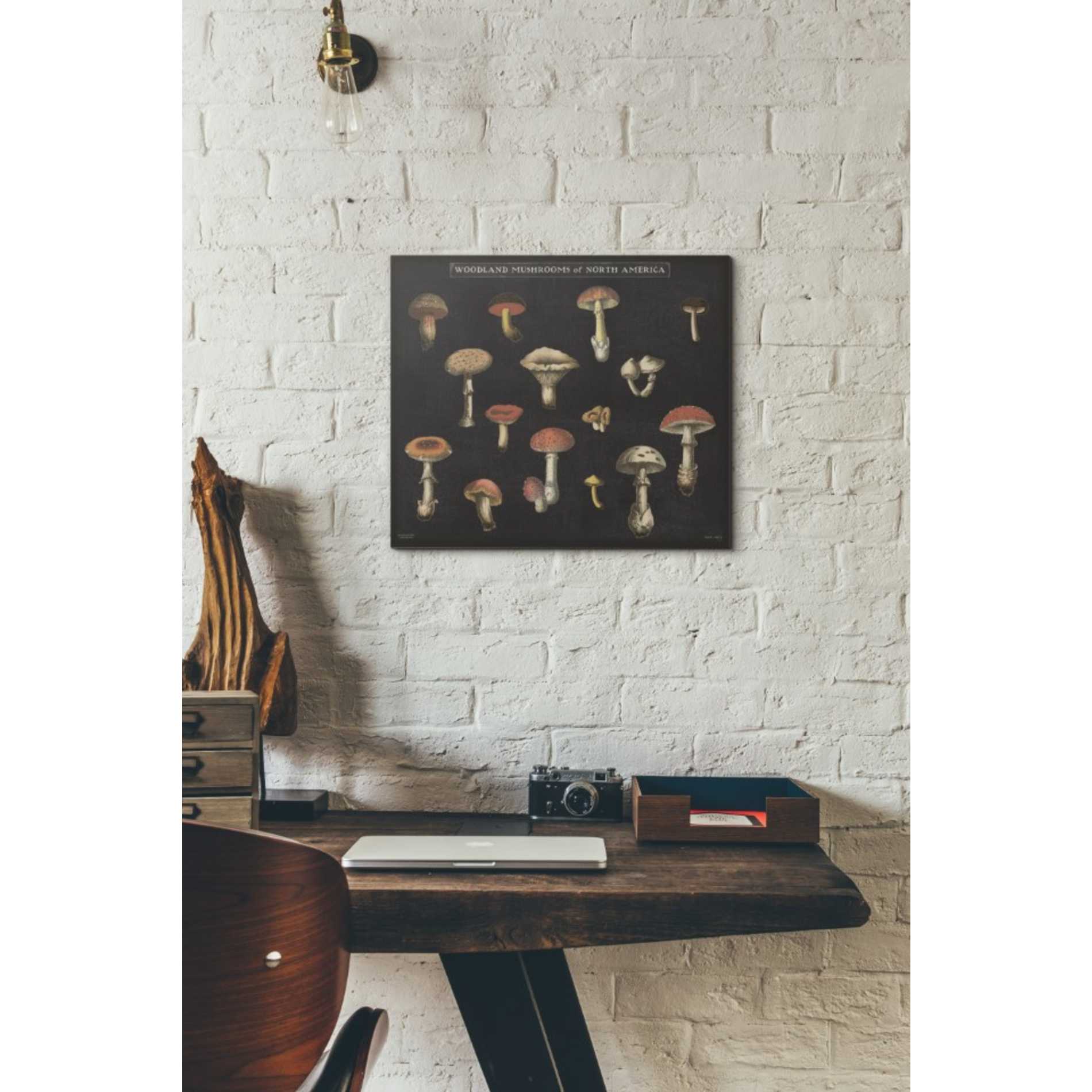 'Mushroom Chart I' by Wild Apple Portfolio, Canvas Wall Art,16 x 18