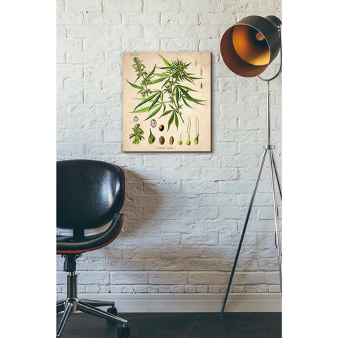 Image of 'Cannabis Sativa' by Walther Otto Muller, Canvas Wall Art,16 x 18