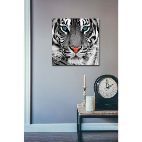 Image of 'Thrill of the Tiger' Canvas Wall Art,18 x 18