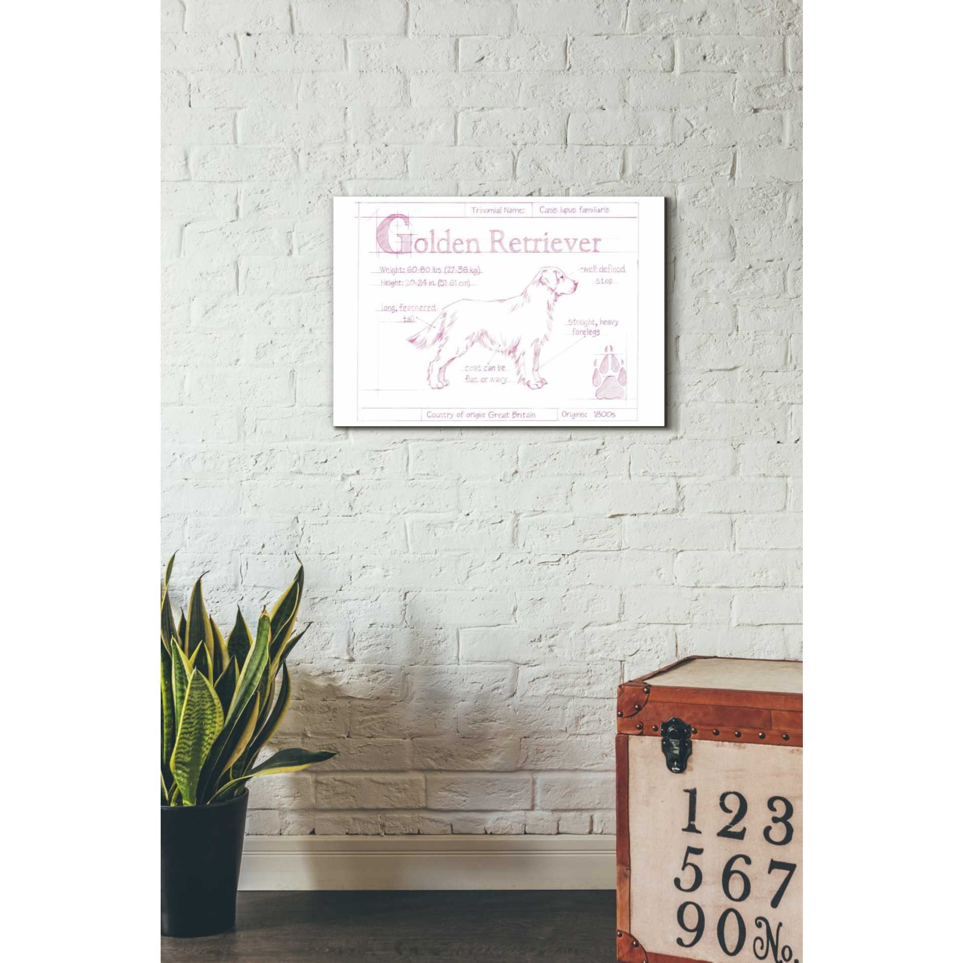 'Blueprint Golden Retriever in Pink' by Ethan Harper Canvas Wall Art,26 x 18
