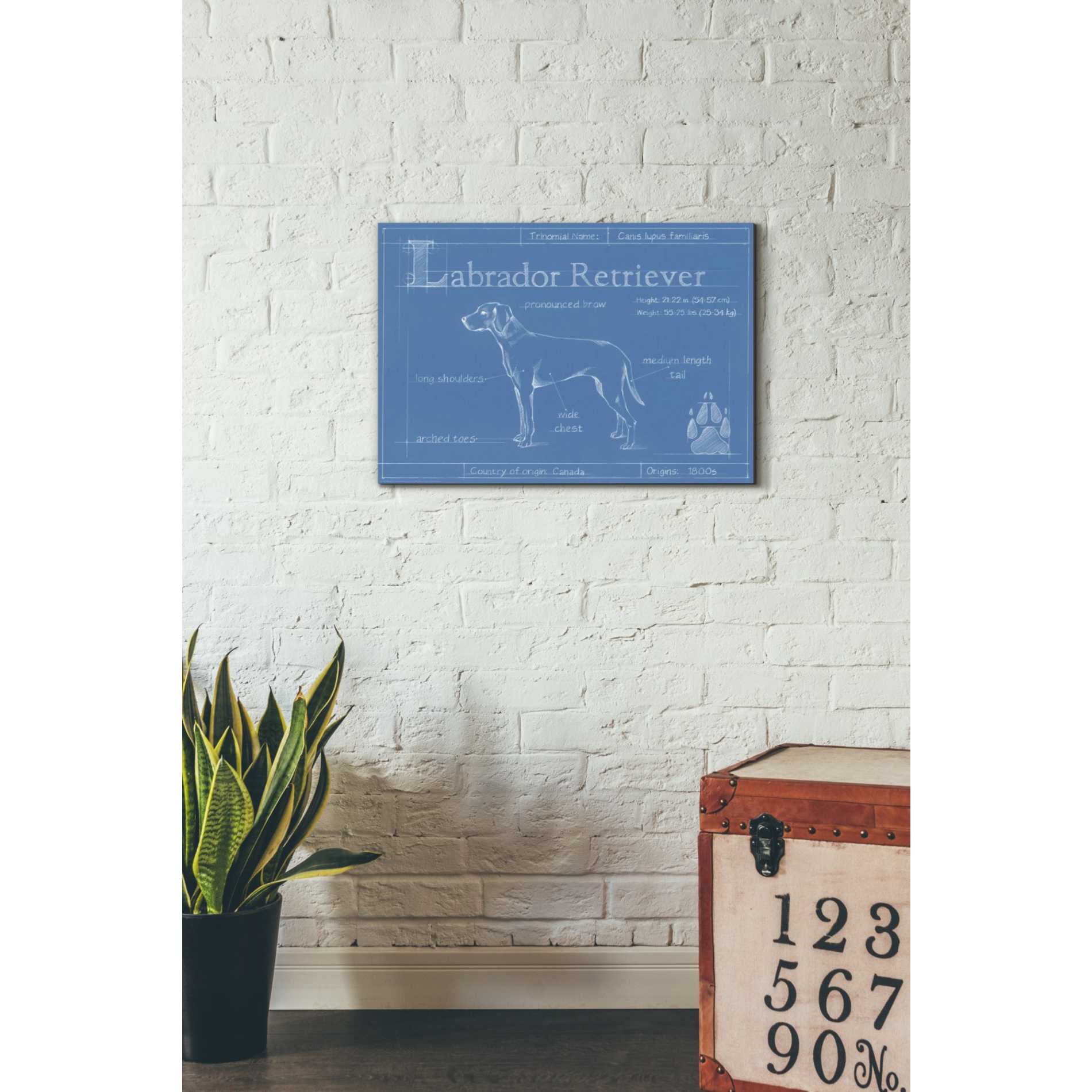'Blueprint Labrador Retriever' by Ethan Harper Canvas Wall Art,26 x 18