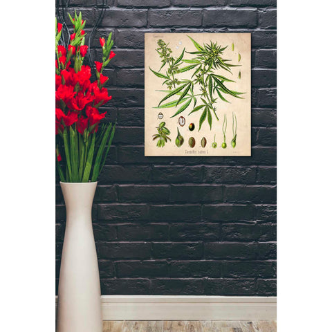 Image of 'Cannabis Sativa' by Walther Otto Muller, Canvas Wall Art,20 x 24