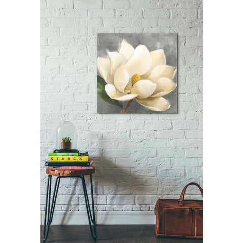 Image of 'Magnolia Blossom on Gray' by Albena Hristova, Canvas Wall Art,26 x 26