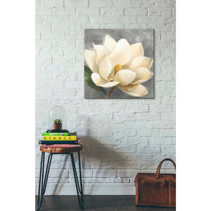 'Magnolia Blossom on Gray' by Albena Hristova, Canvas Wall Art,26 x 26
