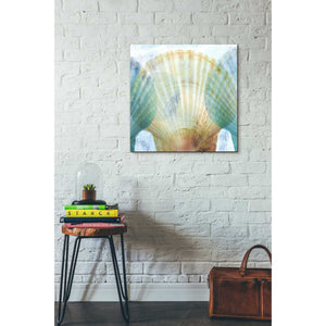 'Luminous Seashells 2' by Elena Ray Canvas Wall Art,26 x 26
