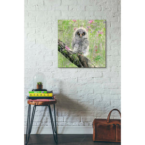 'Owlet' by River Han, Giclee Canvas Wall Art