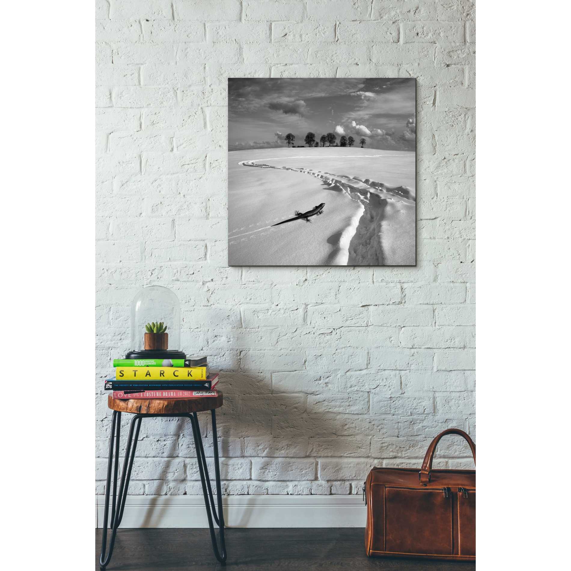 'Snowy Lizard' by Dariusz Klimczak, Canvas Wall Art,26 x 26