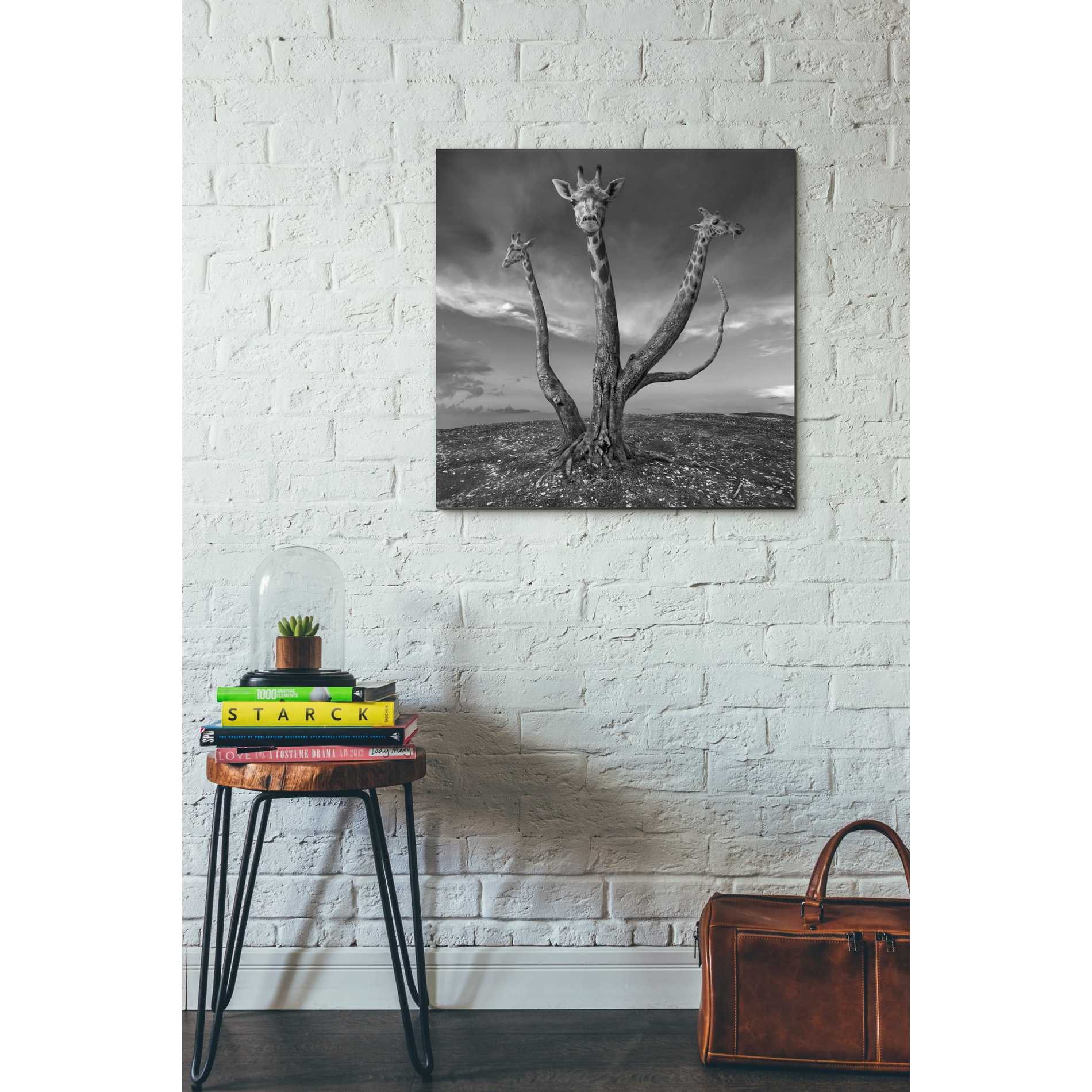 'Giratree' by Dariusz Klimczak, Canvas Wall Art,26 x 26