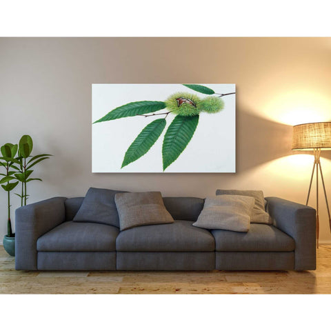 Image of 'Chestnut' by Zigen Tanabe, Giclee Canvas Wall Art