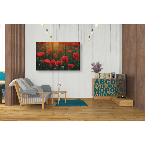 Image of 'Wood Series: Field of Poppies' Canvas Wall Art,26 x 40
