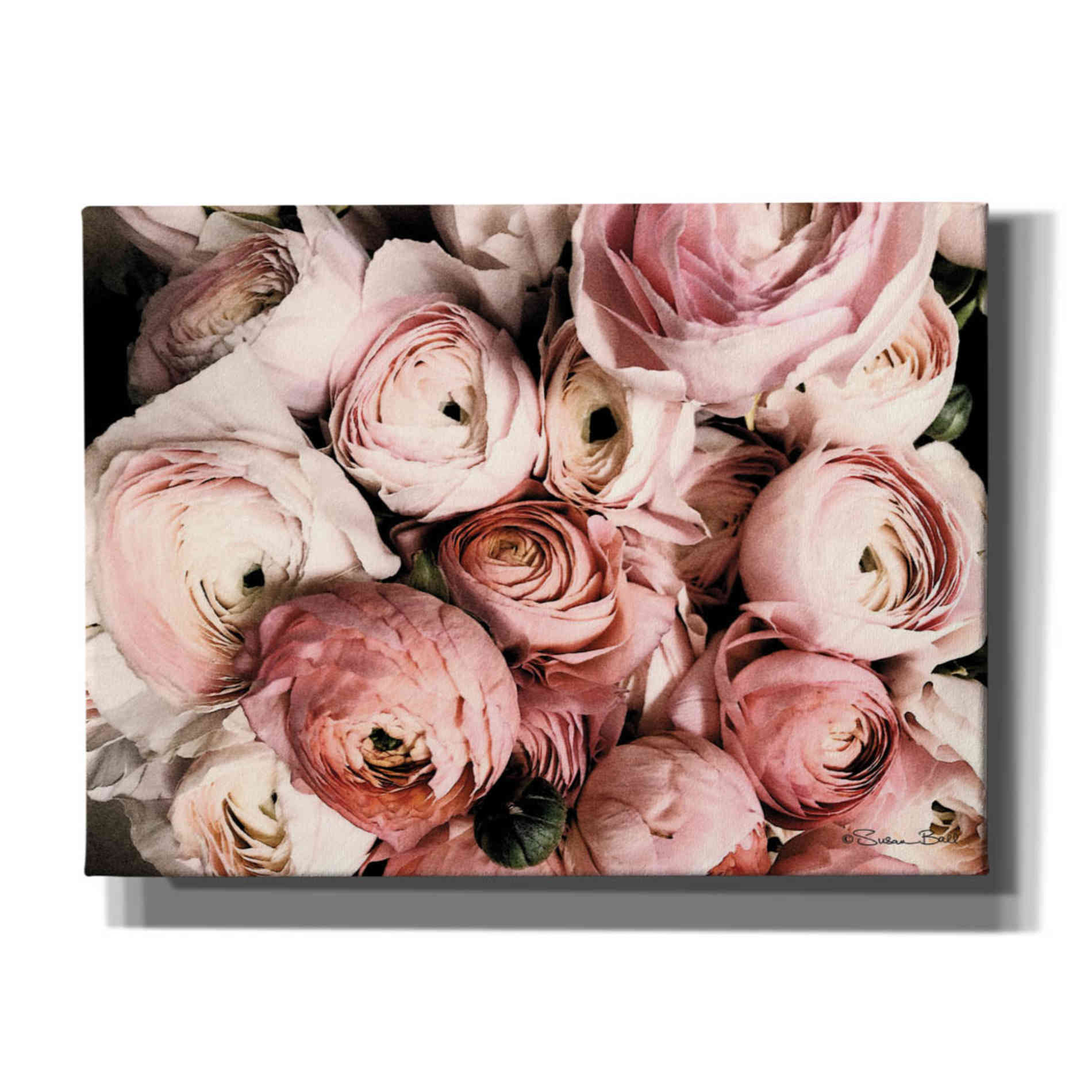 'Coral Ranunculus' by Susan Ball, Canvas Wall Art