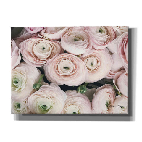 Image of 'Soft Pink Ranunculus' by Susan Ball, Canvas Wall Art