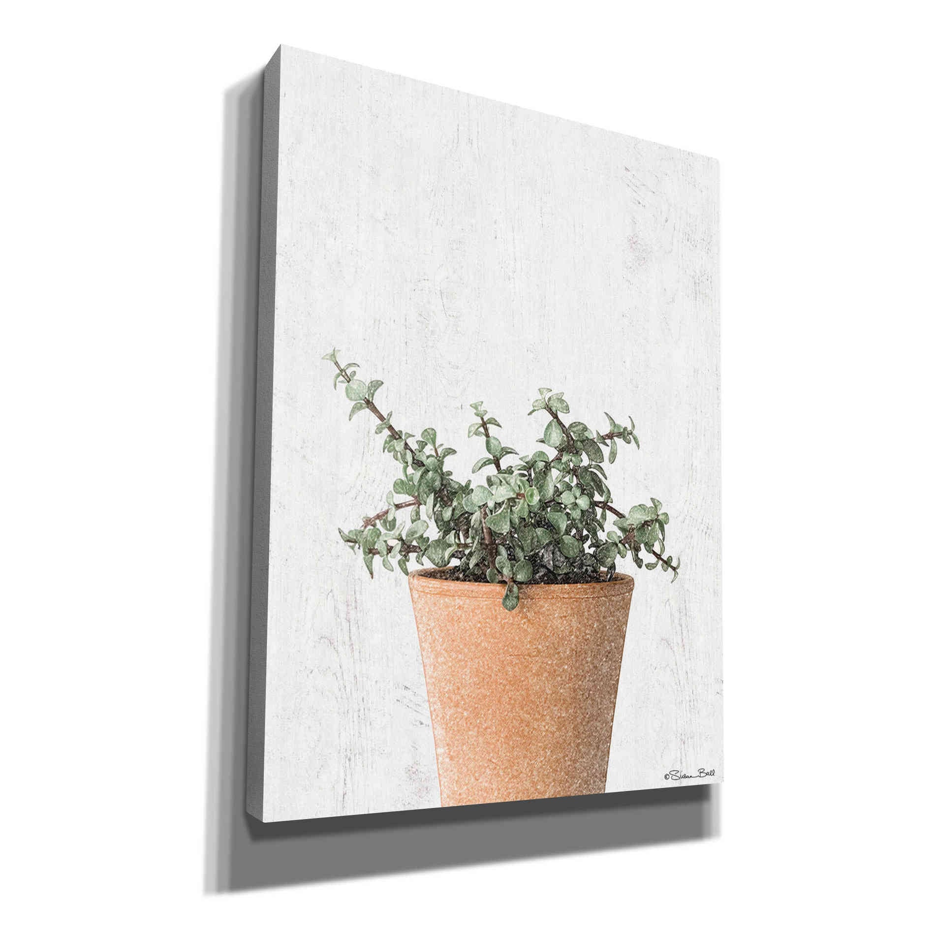 'Succulents II' by Susan Ball, Canvas Wall Art