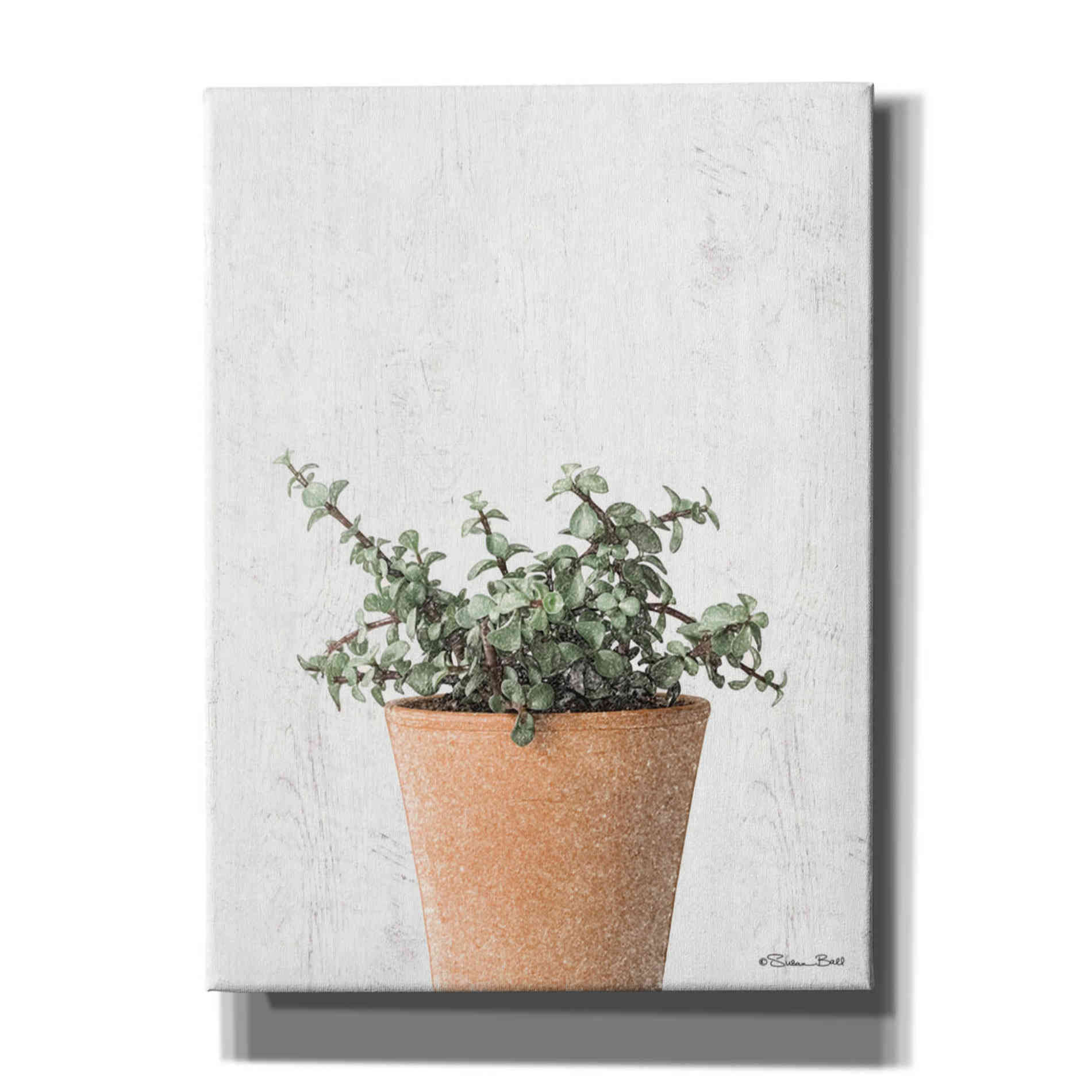 'Succulents II' by Susan Ball, Canvas Wall Art