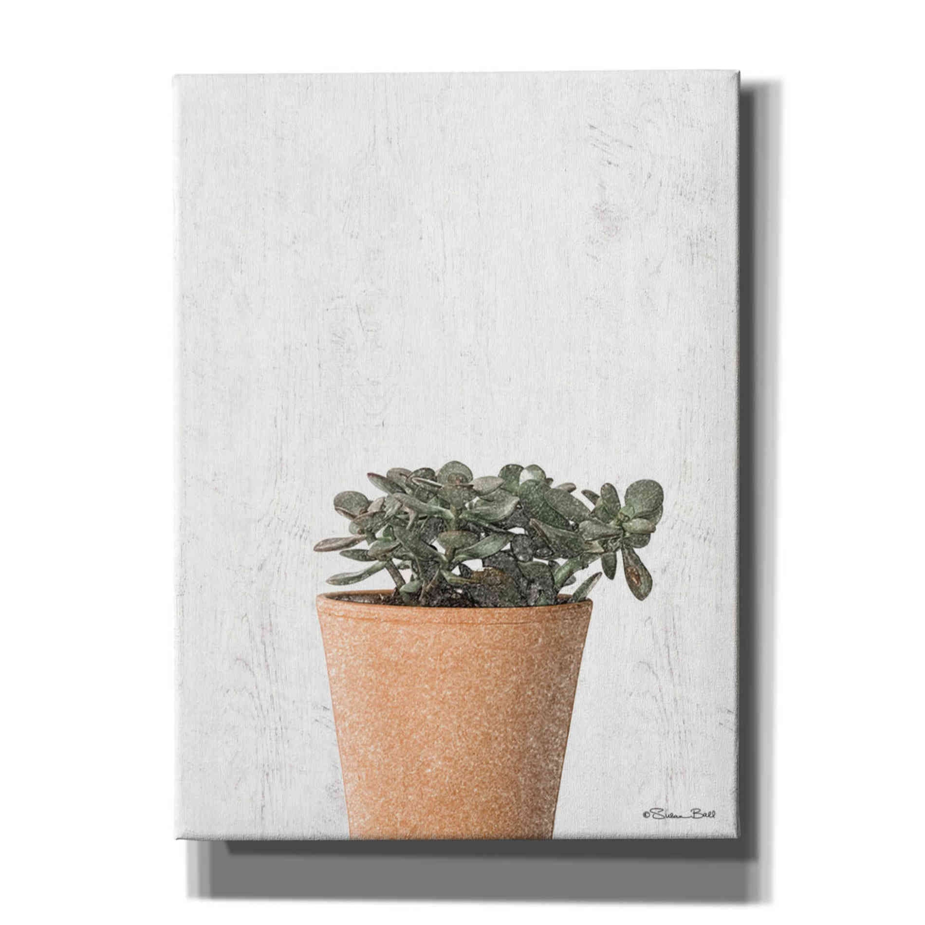 'Succulents III' by Susan Ball, Canvas Wall Art