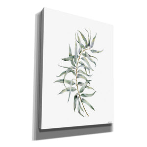 'Eucalyptus I' by Seven Trees Design, Canvas Wall Art