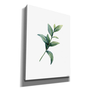 'Eucalyptus III' by Seven Trees Design, Canvas Wall Art