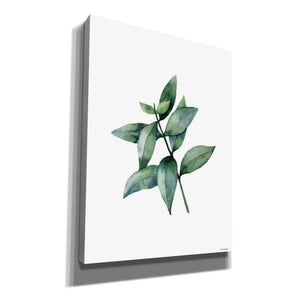 'Eucalyptus IV' by Seven Trees Design, Canvas Wall Art
