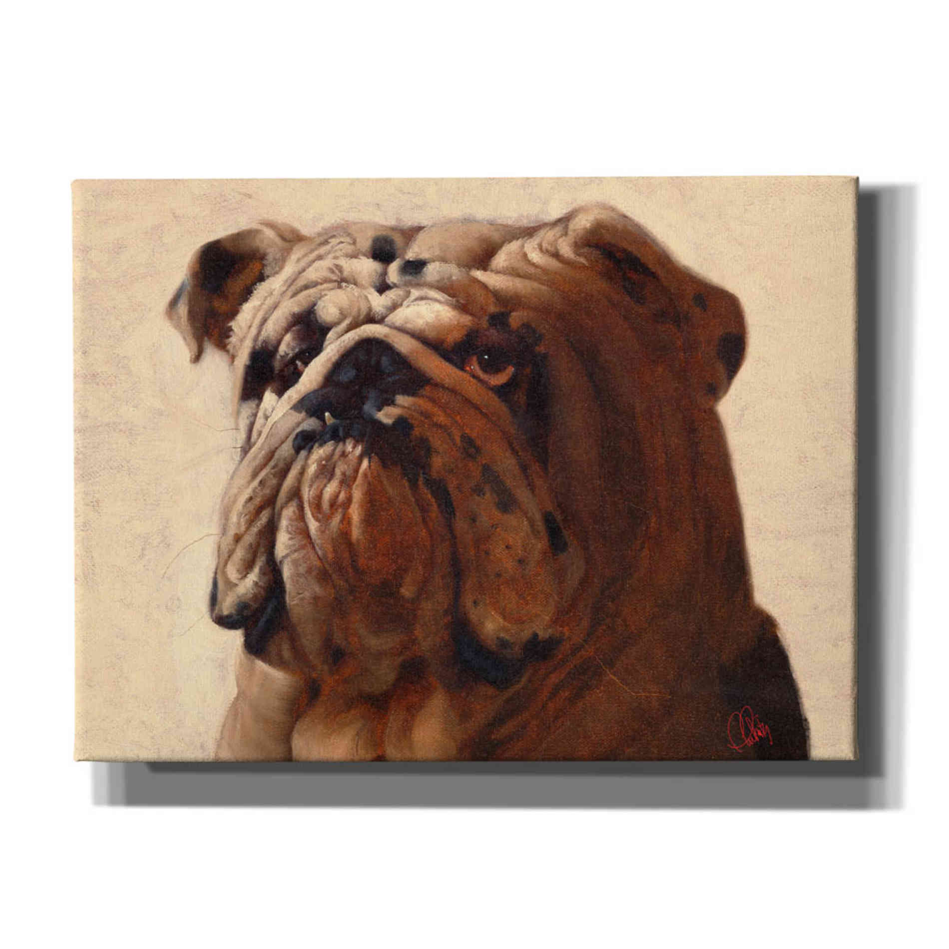 'Bulldog' by Thomas Fluharty, Canvas Wall Art