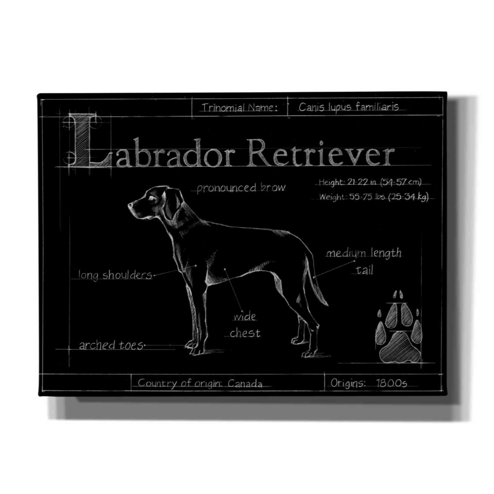 'Blueprint Labrador Retriever' by Ethan Harper, Canvas Wall Art