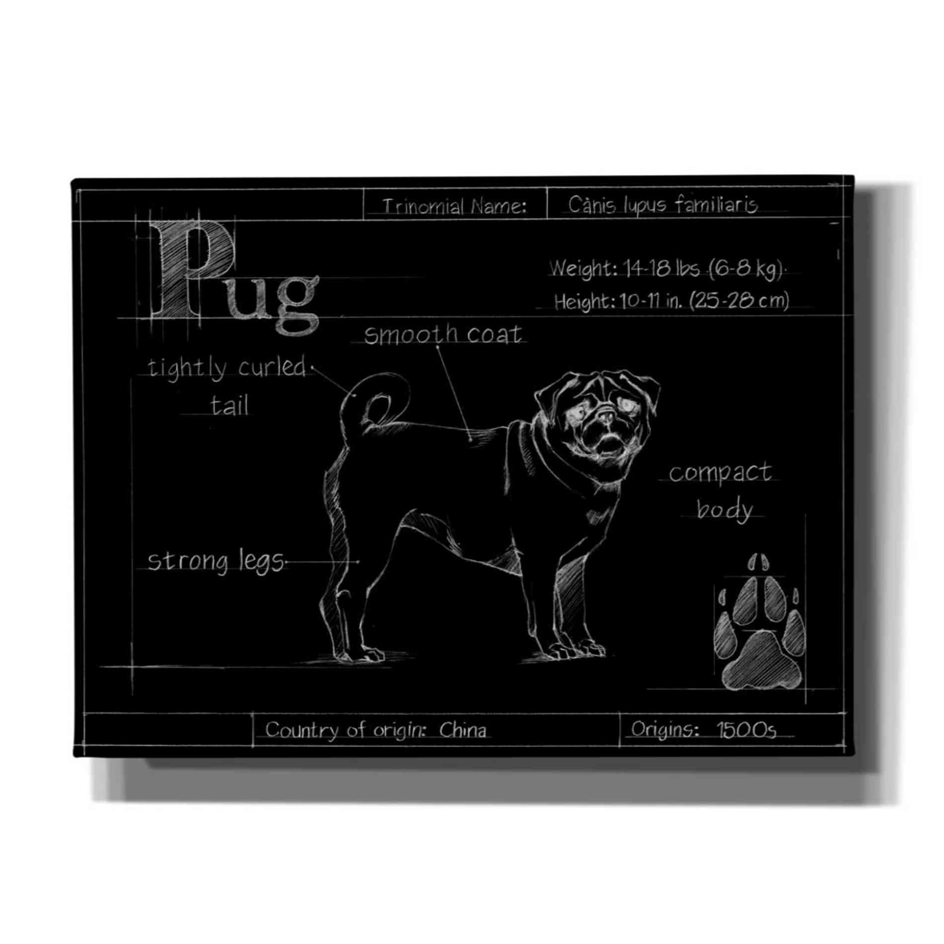 'Blueprint Pug' by Ethan Harper, Canvas Wall Art