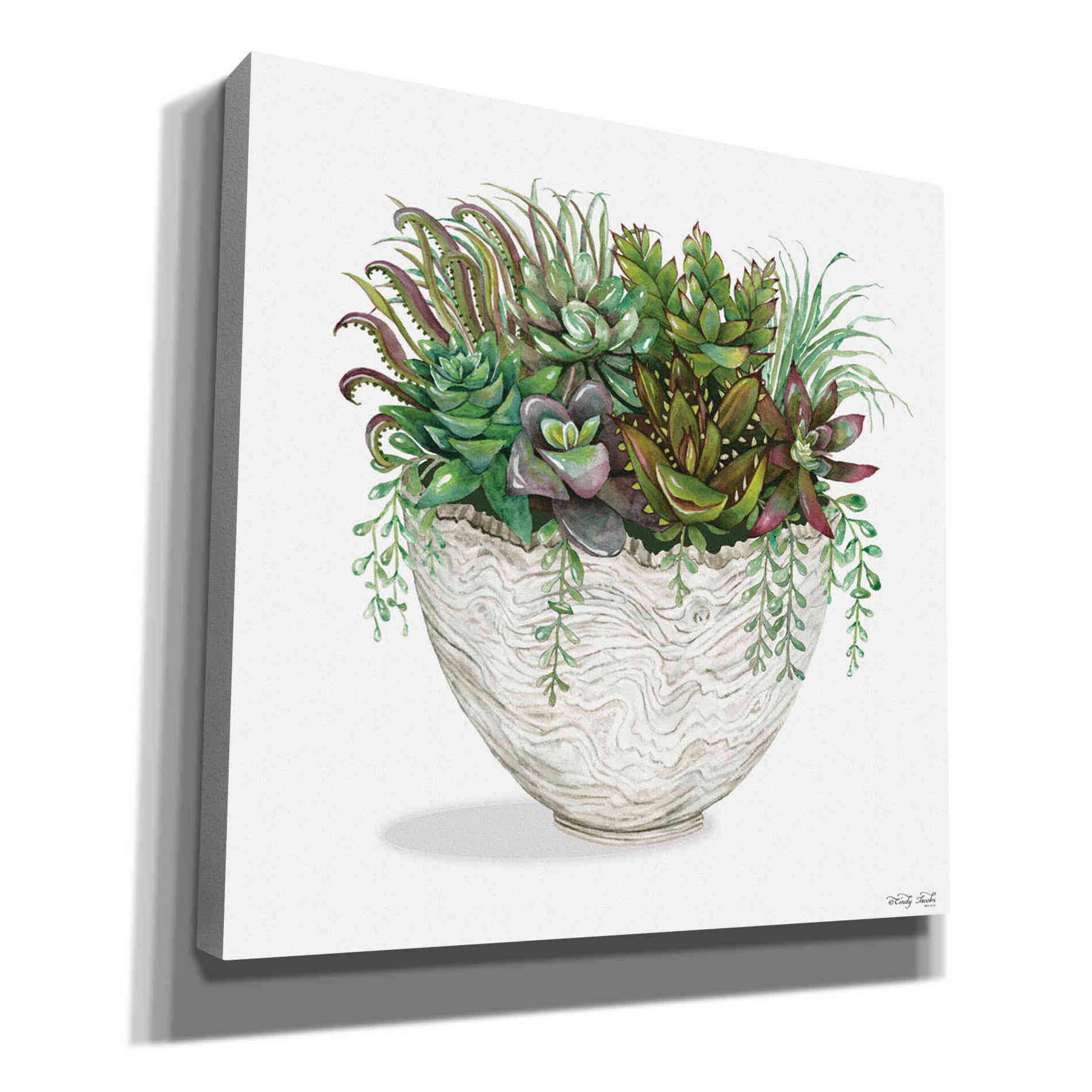 'White Wood Succulent III' by Cindy Jacobs, Canvas Wall Art