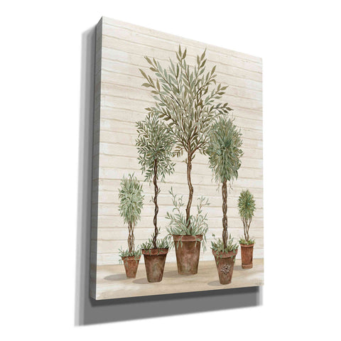 Image of 'Potted Tree Collection' by Cindy Jacobs, Canvas Wall Art