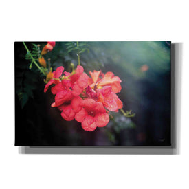 'Summer Rain' by Donnie Quillen, Canvas Wall Art
