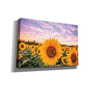 'Sunflower Sunset' by Donnie Quillen, Canvas Wall Art