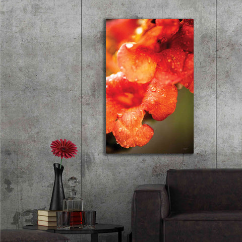 Image of 'Orange Glory' by Donnie Quillen, Canvas Wall Art,40 x 60