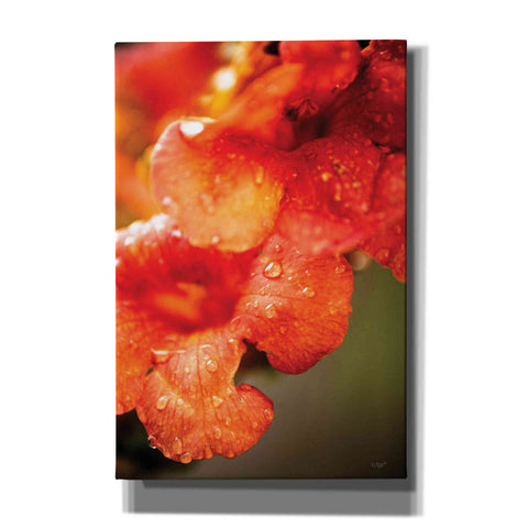 Image of 'Orange Glory' by Donnie Quillen, Canvas Wall Art