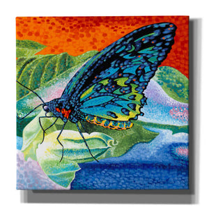 'Poised Butterfly II' by Carolee Vitaletti, Canvas Wall Art