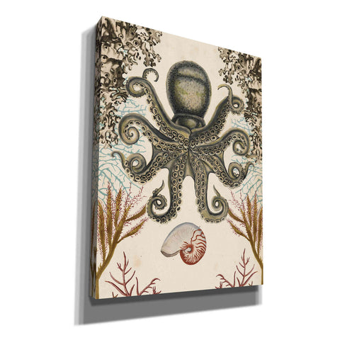 Image of 'Antiquarian Menagerie-Octopus' by Naomi McCavitt, Canvas Wall Art