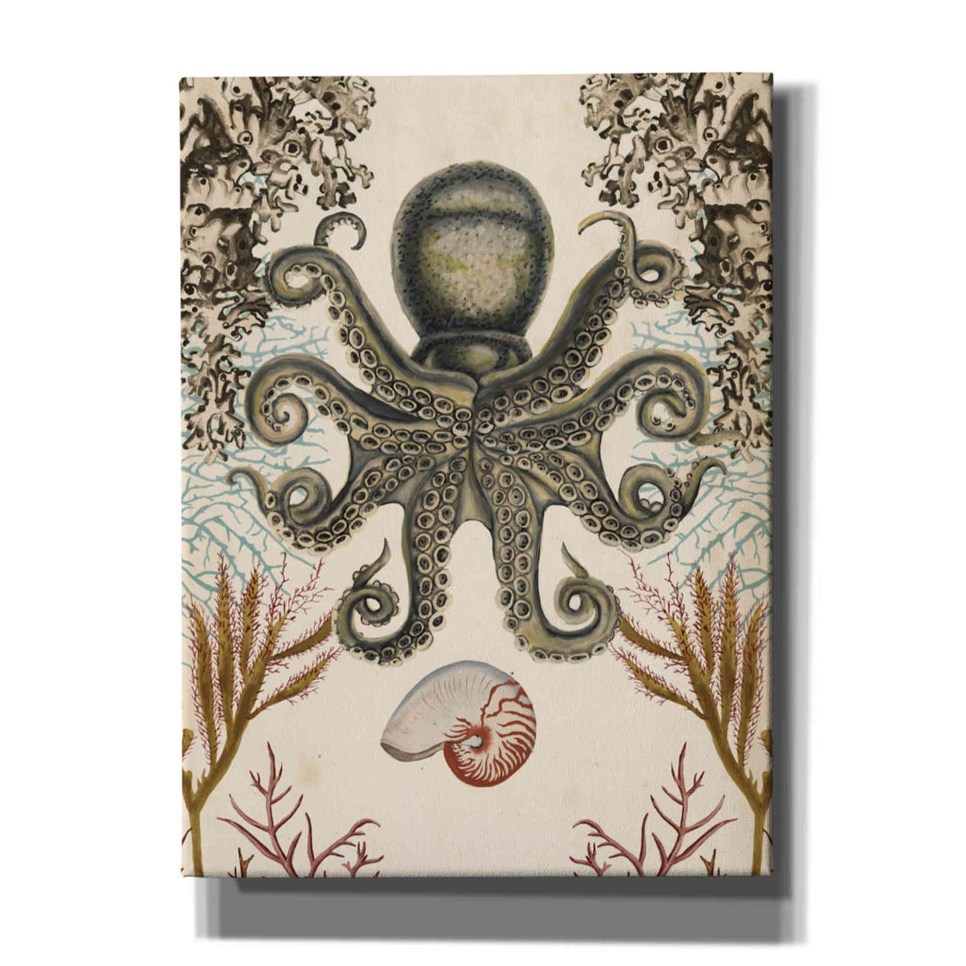 'Antiquarian Menagerie-Octopus' by Naomi McCavitt, Canvas Wall Art