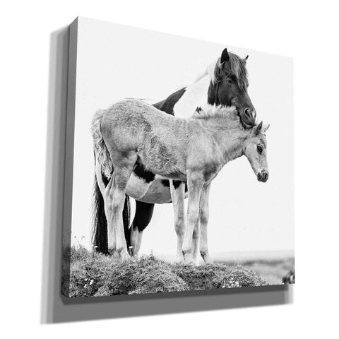 Image of 'BandW Horses I' by PH Burchett, Canvas Wall Art