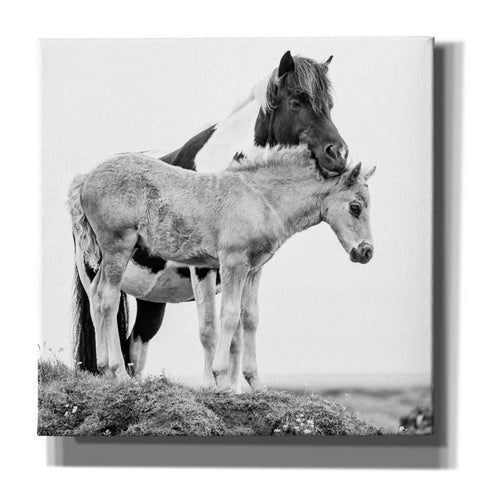 Image of 'BandW Horses I' by PH Burchett, Canvas Wall Art