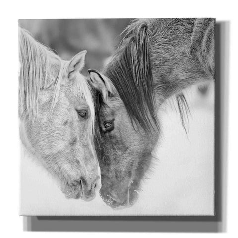 Image of 'BandW Horses VII' by PH Burchett, Canvas Wall Art
