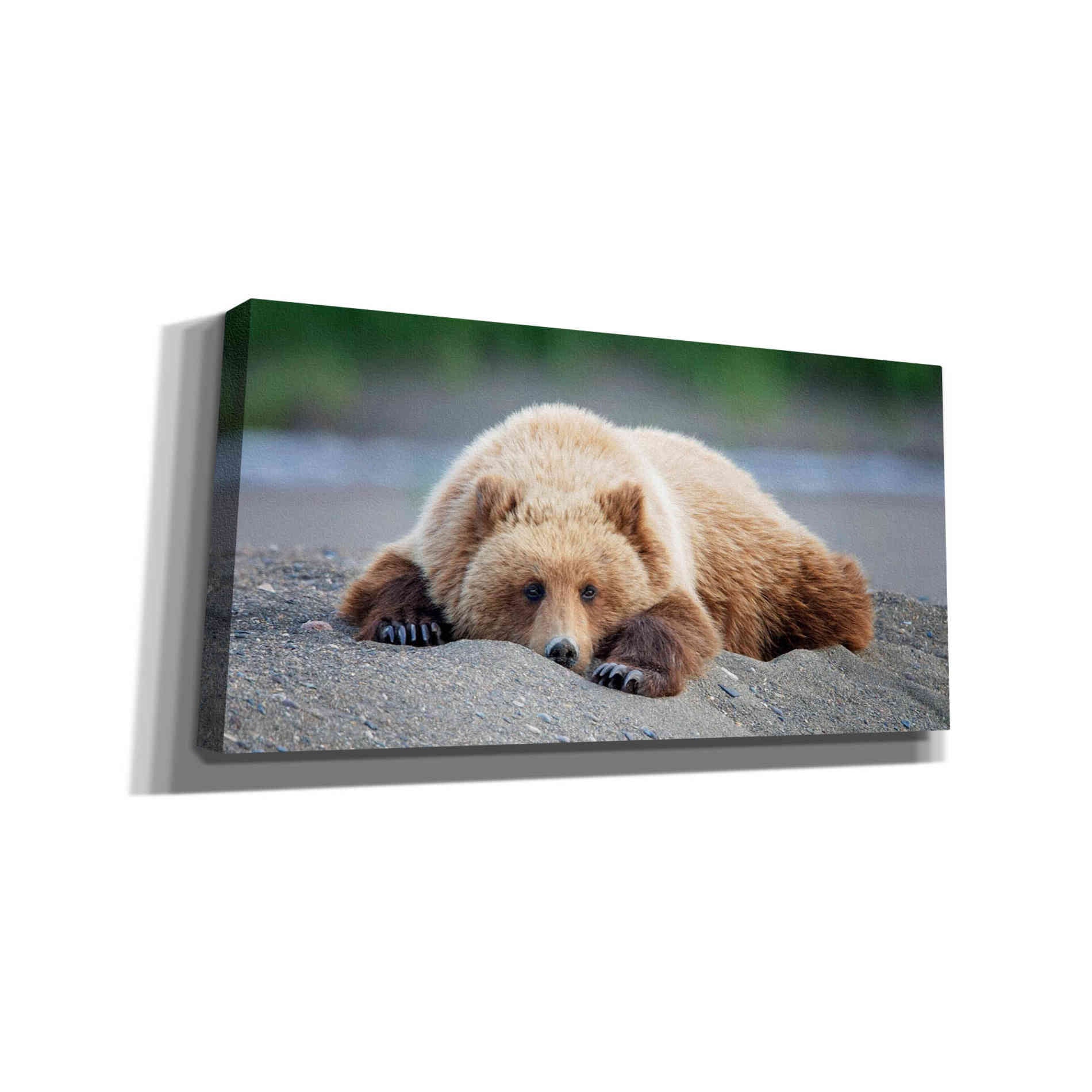 'Bear Life X' by PH Burchett, Canvas Wall Art