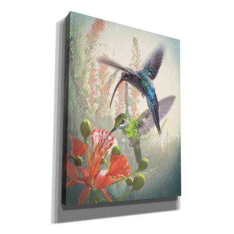 Image of 'Hummingbird Cycle I' by Steve Hunziker, Canvas Wall Art