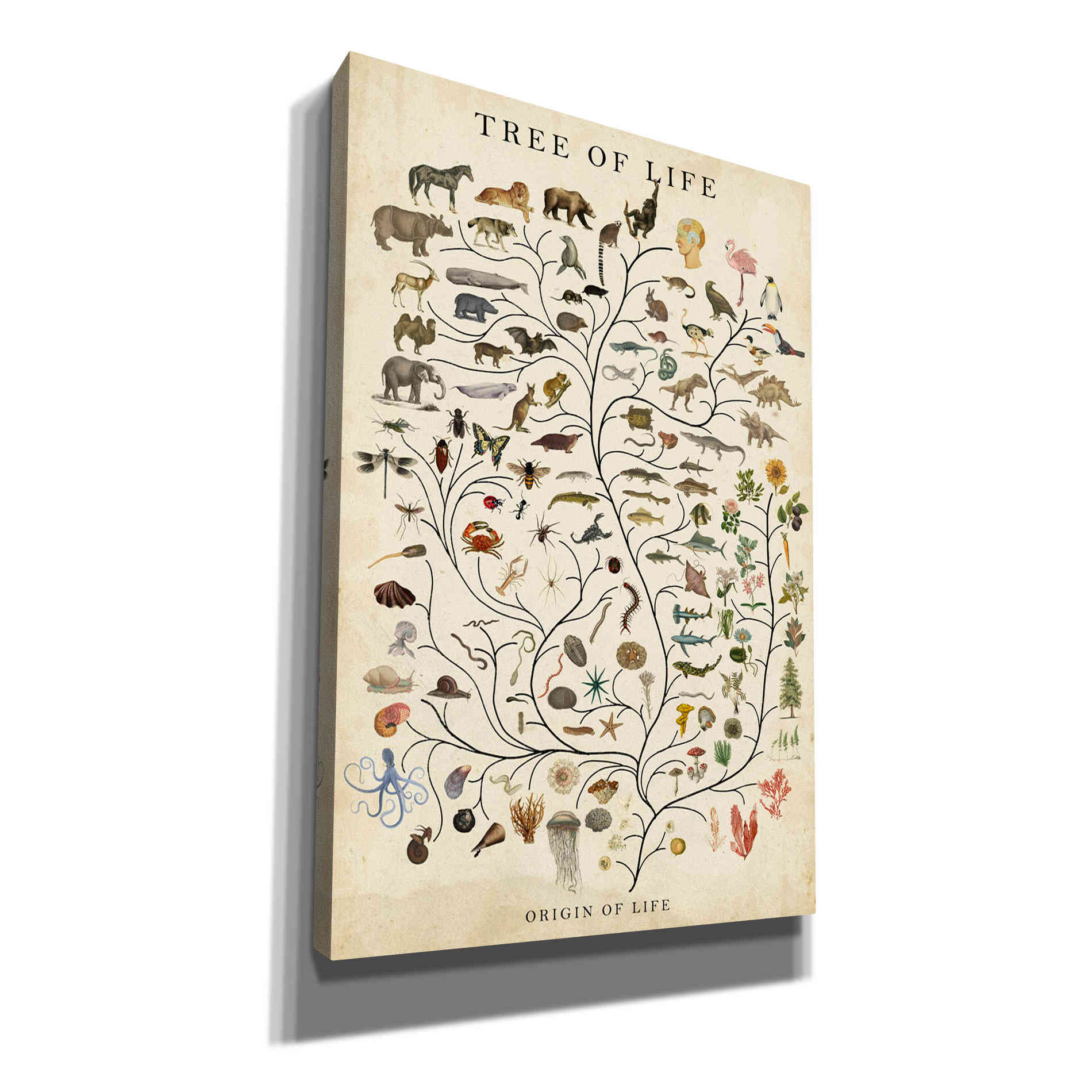 'Tree of Life' by Studio W, Canvas Wall Art