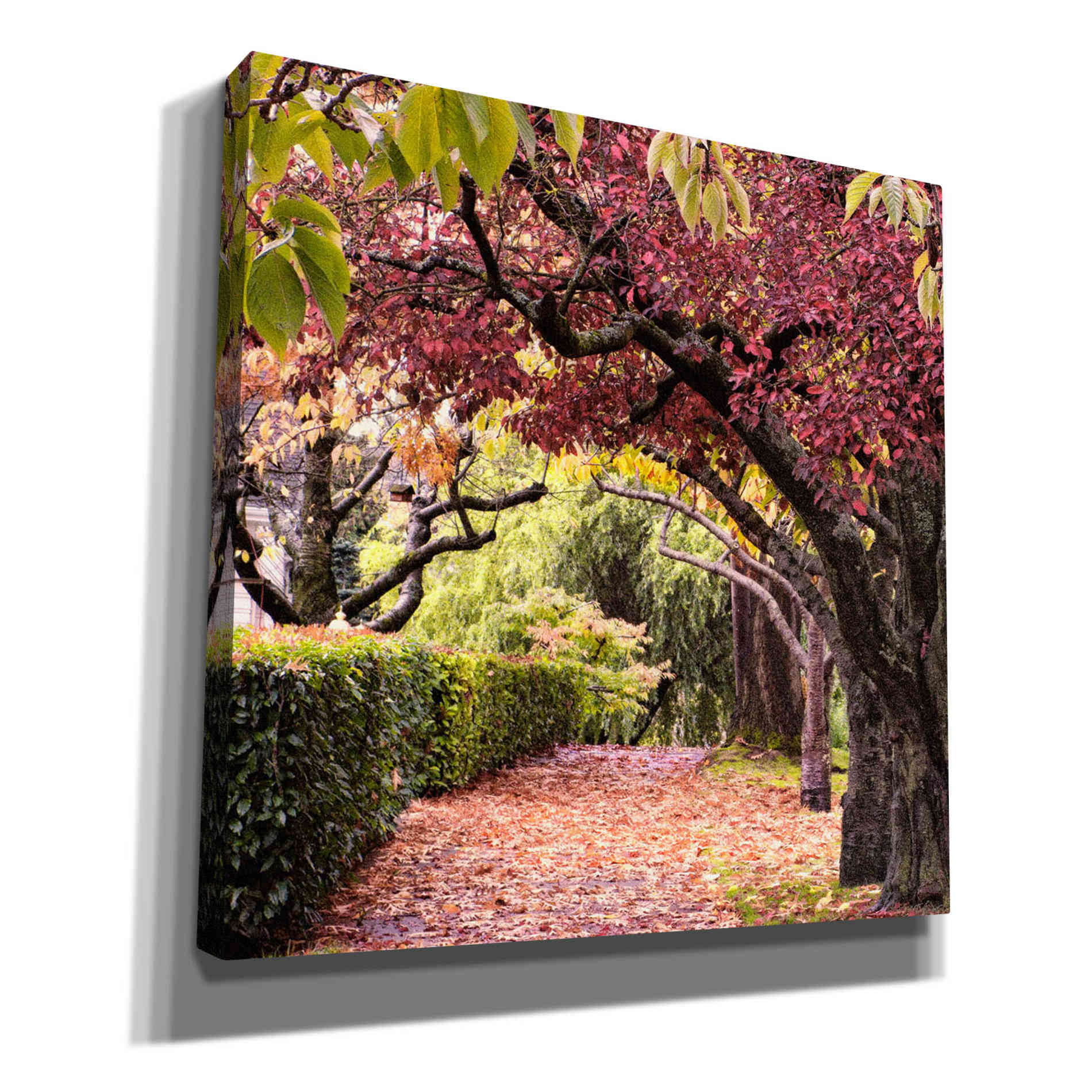 'Arch of Trees' by Colby Chester, Canvas Wall Art