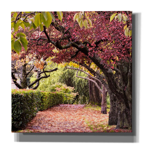 Image of 'Arch of Trees' by Colby Chester, Canvas Wall Art